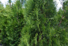 Thuja occidentalis `King of Brabant` ®_С35_2020.07.20 (11)